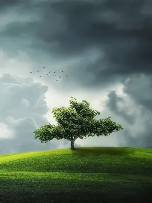 Getreidefeld weht im Wind, Bäume im Hintergrund, dunkle Wolken am Himmel